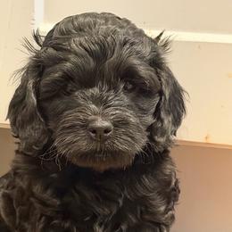 Athena - Black female Cockapoo puppy in Colorado Springs, Colorado from Garrett Doodles