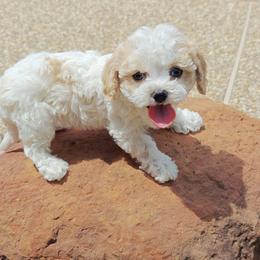 Shia - White male Cavapoo puppy in Dallas, Texas from Halo's Heroes Doodles