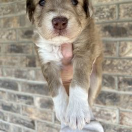 Aussiedoodle Puppies from A Dose Of Doodle