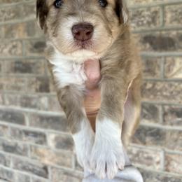 Aussiedoodle Puppies from A Dose Of Doodle