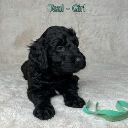 Goldendoodle and Poodle Puppies from Poodles and Doodles By Grace