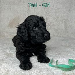 Goldendoodle and Poodle Puppies from Poodles and Doodles By Grace