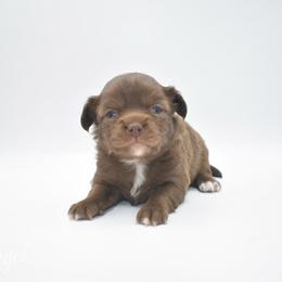 Angel - Chocolate female Chihuahua puppy in Bulls Gap, Tennessee from Smokey Mountain Chihuahuas