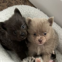 Girl 2 - Chocolate Pomeranian puppy in Boaz, Alabama from Moody’s Poms