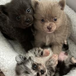 Girl 2 - Chocolate Pomeranian puppy in Boaz, Alabama from Moody’s Poms