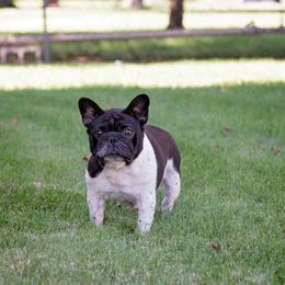 Mazi - French Bulldog