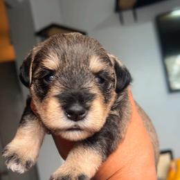 PURPLE - Salt and pepper female Miniature Schnauzer puppy in Lehigh Acres, Florida from Bertica's Miniature Schnauzers