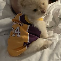 Pomeranian Puppies from Wheresmil0