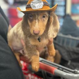Mars - Dapple male Dachshund puppy in Attapulgus, Georgia from KJRC Kennels