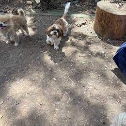 Shih Tzu puppies from Cobb Mountain Shih Tzus, Paragon Pomeranians