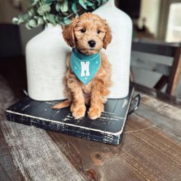 Goldendoodle Puppies from Highland Grove Doodles, LLC
