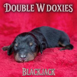 BLACKJACK - Black and tan male Dachshund puppy in Alto, Texas from Double W Doxies