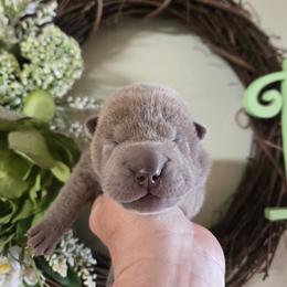 Freedom - Lilac dilute female Chinese Shar-Pei puppy in Four Oaks, North Carolina from DCSHARPEI