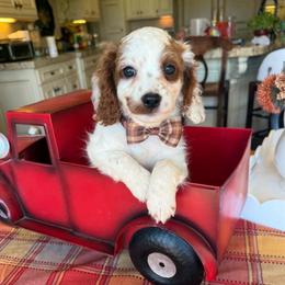 Bobby - Blenheim male Cavapoo puppy in Spanish Fork, Utah from Sugar Doodles Pups