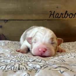 Harbor - Red merle male Australian Shepherd puppy in Kearney, Nebraska from Helix Aussies