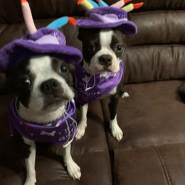 Boston Terrier Puppies from I Love Pups