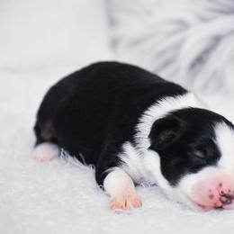Bell - Black tri female Miniature American Shepherd puppy in Chocowinity, North Carolina from Foxtail Hollow