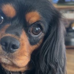 Phoebe - Cavalier King Charles Spaniel