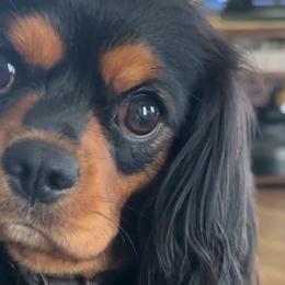 Phoebe - Cavalier King Charles Spaniel