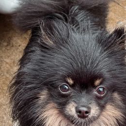 Pomeranian All Grown Up from Plush Pomeranians