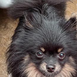 Pomeranian All Grown Up from Plush Pomeranians