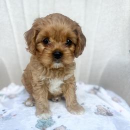 Roo - Apricot female Cavapoo puppy in Easley, South Carolina from Cutiepie Cavapoos