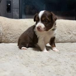 Mary - Red tri-color female Miniature American Shepherd puppy in Terryville, Connecticut from Spirited Aussies