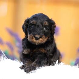 Phoenix - Phantom male Bernedoodle puppy in Spokane, Washington from Lilac City Doodles