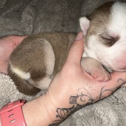 Silas - Siberian Husky puppy from Feazell’s Siberian Huskies