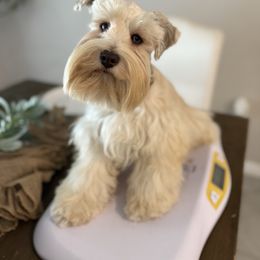 Wesley - Miniature Schnauzer