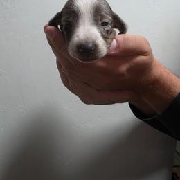 Slink - Piebald male Dachshund puppy in Tucson, Arizona from D-S Ranch Corgis