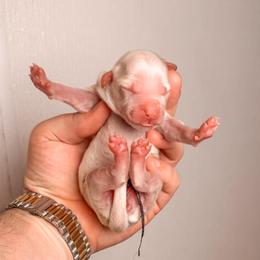 Elsie - Cream female Goldendoodle puppy in Iola, Texas from Supreme Doodles of Texas