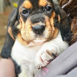 Jessie, purple - Black brown and white female Basset Hound puppy in Fort Leonard Wood, Missouri from Ozark Hounds
