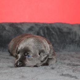 Locket - Black male Labrador Retriever puppy in Morrilton, Arkansas from Ancient Dogges Performance Dogs