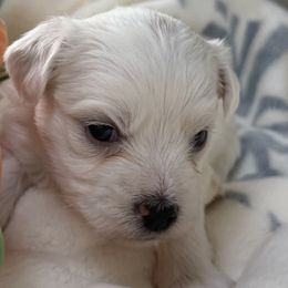 Lucky - White male Coton de Tulear puppy in Ludington, Michigan from Cotten's Sunset Kennels