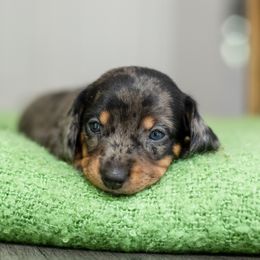 Dachshund Puppies from Beyond the Tail