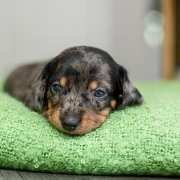 Dachshund Puppies from Beyond the Tail