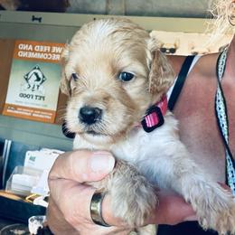 Cream girl - Cream female Goldendoodle puppy in Valdosta, Georgia from Fifth Day Farm