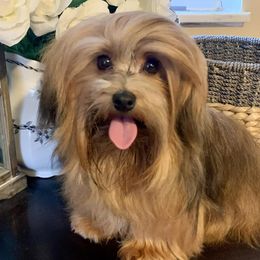 Havanese from Arabella Havanese