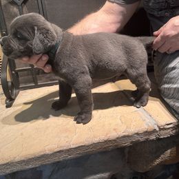 Cane Corso Puppies from Protectors in the Palms