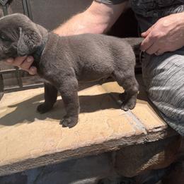 Cane Corso Puppies from Protectors in the Palms