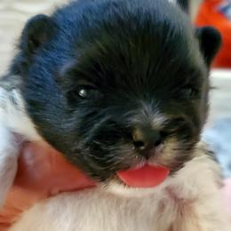Parti Jill - Black parti female Pomeranian puppy in Forsyth, Illinois from Brenda's Pomeranians - Amazing Grace Pomeranians