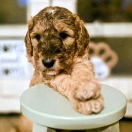 Emerald - Sable male Goldendoodle puppy in Freedom, New York from Samantha's Goldendoodles