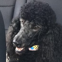 Marley - Poodle