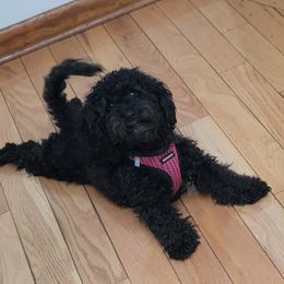 Ari - Maltipoo