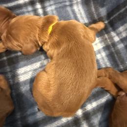 Yellow boy - Chestnut male Irish Setter puppy in West Haven, Utah from McClellan Setters