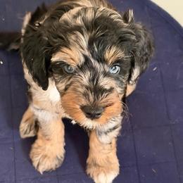 Boy 4 (sherbet) - Blue merle male Aussiedoodle puppy in Paradise, Texas from Diamond Z Poodles & Doodles