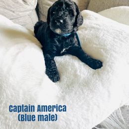 Boy 5 - Poodle puppy in West Jordan, Utah from Sorensen Standard Poodles