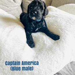Boy 5 - Poodle puppy in West Jordan, Utah from Sorensen Standard Poodles
