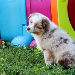 Miniature Australian Shepherd and Toy Australian Shepherd Puppies from Blue Springs Aussies